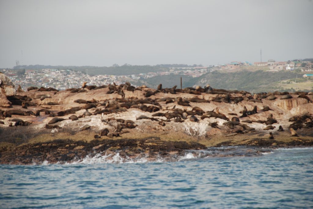 sealsatmosselbay Kate on Conservation